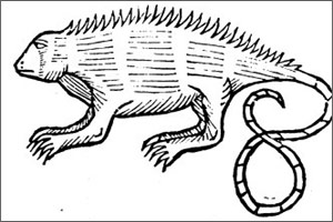 Iguana, grabado del libro Historia de la Indias