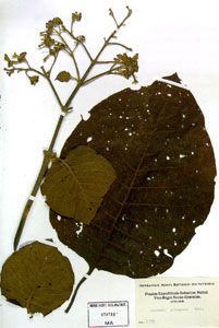 Pliego de herbario: Cinchona pubescens Vahl. Real Expedicin al Nuevo Reino de Granada (1783-1816). Real Jardn Botnico (CSIC)