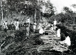 Cultivo de la quina en la isla de Java: recolecta y secado de las cortezas. Fotografa ca. 1900. Wellcome Library (London)