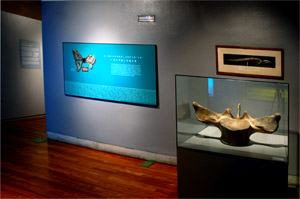 Vrtebra de ballena. Coleccin Aves y Manferos del Museo Nacional de Ciencias Naturales-CSIC