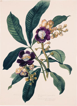 Taparn: Couroupita guianensis (Lecythidaceae). Margaret Mee, 1956. Lpiz y gouche sobre papel, 640 mm x 460 mm. Coleccin Shirley Sherwood.