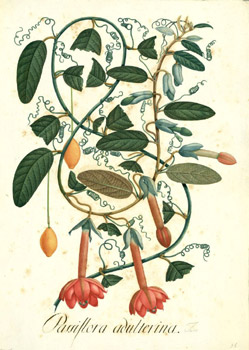 Passiflora adulterina L. f. (Passifloraceae). Nicols Corts Alcocer. Dibujo a la tmpera ; 540 x 380 mm. Real Expedicin Botnica del Nuevo Reino de Granada (1783-1816). ARJB. Div. III, lm. 2047.