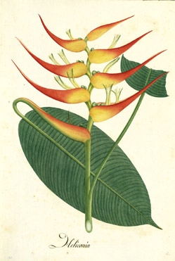 Heliconia latispatha Benth. (Heliconiaceae). Annimo. Dibujo a la tmpera ; 540 x 379 mm Real Expedicin Botnica del Nuevo Reino de Granada (1783-1816). ARJB. Div. III, lm. 609