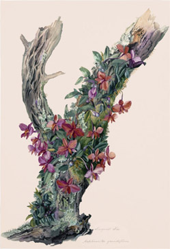 Sophronitis grandiflora (Orchidaceae). Margaret Mee Lpiz y gouche sobre papel, 560 mm x 390 mm. Coleccin Shirley Sherwood