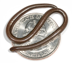 Leptotyphlops carlae, serpiente minscula de Barbados de poco ms de diez centmetros y considerada la serpiente ms pequea del mundo
