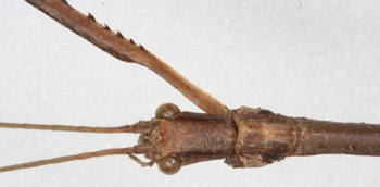 Phobaeticus chani, insecto de Malasia, el ms largo del mundo, de ms de 50 centmetros.