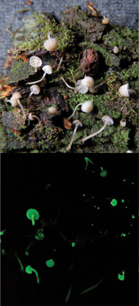 En So Paulo (Brasil) los cientficos recogieron un hongo luminiscente (Mycena luxaeterna) de las ramas de los rboles de bosque Atlntico