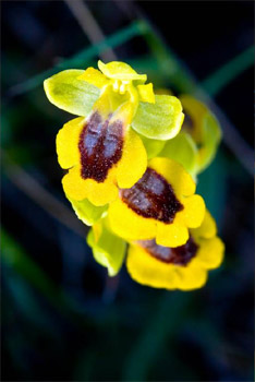 Ophrys lutea. Rivas-Vaciamadrid. Madrid. ©Jess Ramn Campos Rodrguez