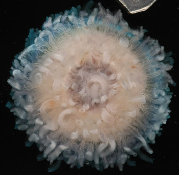 Porpita porpita, un hidrozoo muestreado en la superficie del Pacfico Norte durante la expedicin Malaspina 2010