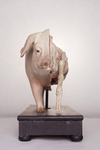 Modelo anatmico porcino. Vsceras y esqueleto, visin frontal Papel mach y escayola. MV-694. 35'5 cm 60 cm 18 cm. Museo de Veterinaria