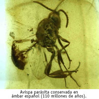 Exposicin Insectos en mbar: atrapados en el tiempo