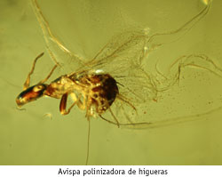 Exposicin Insectos en mbar: atrapados en el tiempo