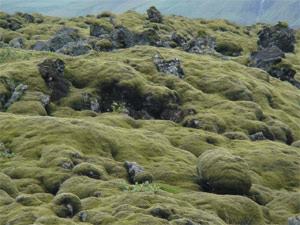 Cubierta vegetal desarrollada sobre lavas volcnicas. Eldhraun, Islandia. Foto: Jose. P. Calvo