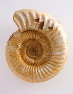 Ejemplar de ammonites del gnero Perisphinctes, habitante de los mares del Jursico Superior hace 150 millones de aos. Tlear, Madagascar. Foto: Museo Geominero (IGME)