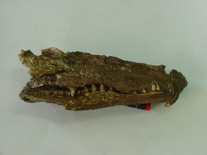 Crneo de cocodrilo. Oligoceno de As Pontes (A Corua)