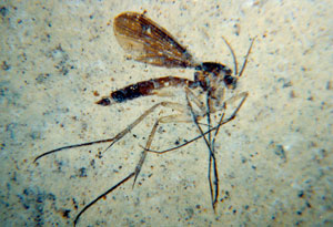 Mosquito. Mioceno de Rubielos de Mora (Teruel)