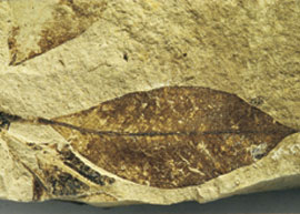 Hoja de laurel. Mioceno de La Cerdaa (Lleida)