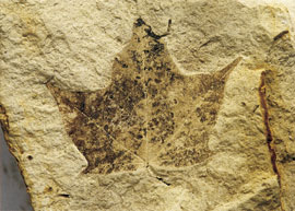 Hoja de arce. Mioceno de La Cerdaa (Lleida)