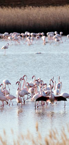 La presencia de flamencos confirma la salinidad del agua de la laguna de Alcabozo, pues estas aves se alimentan de microorganismos que proliferan en aguas que presentan una alta concentración de sal