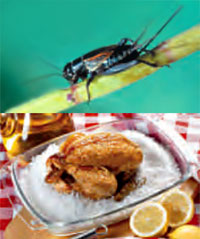  Análisis nutricional de insectos