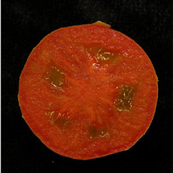 Frutos sin semillas del mutante <I>hydra</i> de tomate. / CSIC