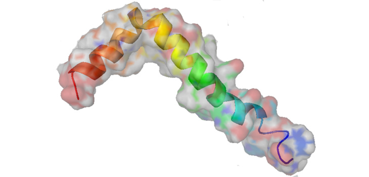 Estructura transmembrana de la proteína β-amiloide. / Boku wa Kage (WIKIMEDIA)