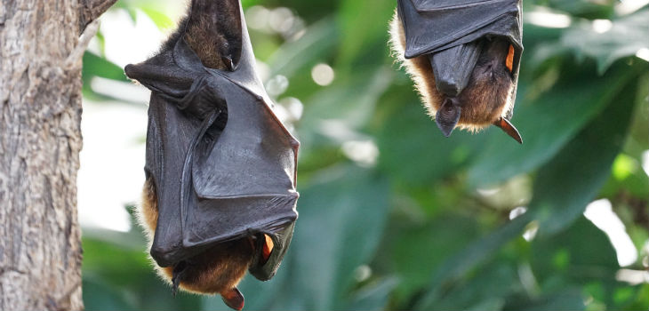 Hallan una nueva especie de murciélago desconocida en Europa
