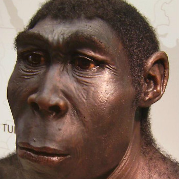 Reconstrucción plástica de un Homo erectus. /  klimaundmensch.de (WIKIMEDIA)