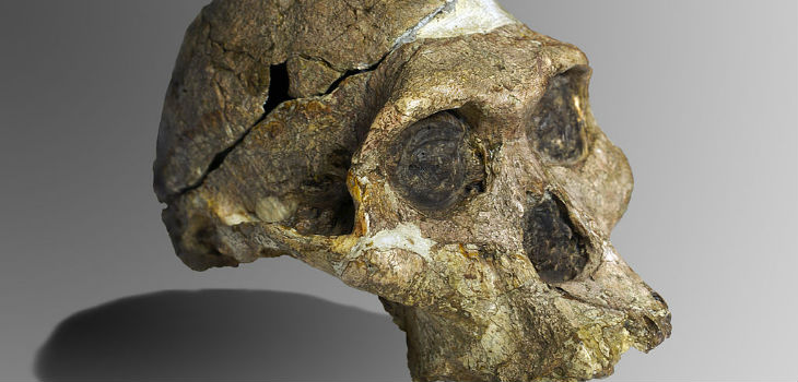 Cráneo de Australopithecus. / José Braga; Didier Descouens (WIKIMEDIA)