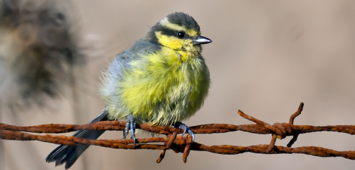 Las pequeñas aves colonizaron las islas del Atlántico hace ocho millones de años