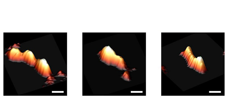 Imágenes tridimensionales de los tres viroides analizados en este estudio mediante AFM: PSTVd, PLMVd y ELVd. La barra representa 10 nanómetros. / CAB, INTA-CSIC