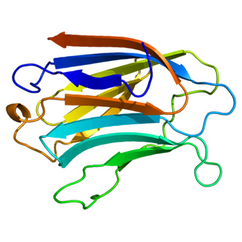 Gen LGALS3, codificador de la proteina Galectina-3, posible biomarcador que ayuda en el pronóstico de pacientes con aneurisma aórtica abdominal. / Emw (WIKIMEDIA)