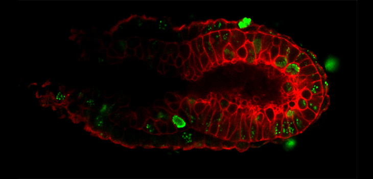 La imagen muestra un embrión temprano de ratón en dónde se pueden ver las células pluripotentes.