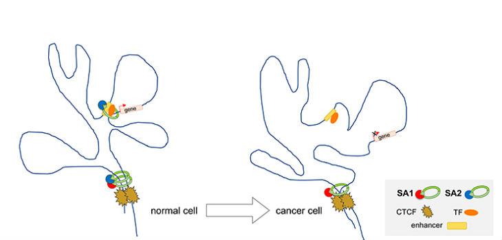  El papel de la cohesina en la estructura 3D del ADN permite comprender mejor las células tumorales. / CNIO 