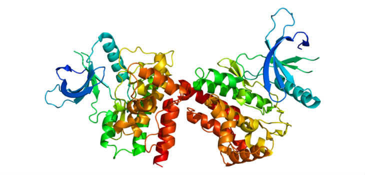 Structure of the JAK2 protein. / Emw (WIKIMEDIA, CC BY-SA 3.0)