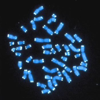 Cromosomas humanos (azul), cada uno con su par de telómeros (blanco). / Hesed Padilla-Nash and Thomas Ried, National Cancer Institute, National Institutes of Health (FLICKR)