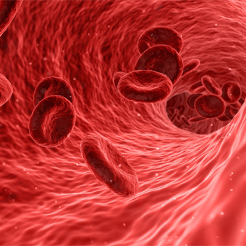 El equipo ha logrado replicar la actividad de cada célula de la pared arterial (células endoteliales, células de músculo liso) y en el flujo sanguíneo (glóbulos rojos, plaquetas, glóbulos blancos). / qimono (PIXABAY)