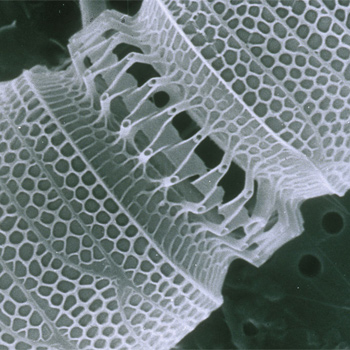 Nanotubo. El tamaño, la estructura y las propiedades de los nanomateriales propician avances tecnológicos significativos, aunque su desarrollo también implica posibles riesgos para la salud humana y el medio ambiente. / Health Sciences and Nutrition, CSIRO (WIKIMEDIA)