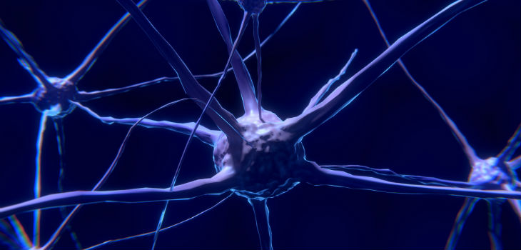 ¿Mueren las neuronas al envejecer? La ciencia dice ahora que no. / ColiN00B (PIXABAY)