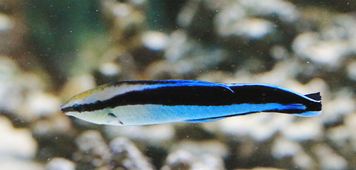 Fish Bluestreak cleaner wrasse, (Labroides dimidiatus) en el acuario marino de Praga “Sea world”, República Checa. / Karelj (WIKIMEDIA)