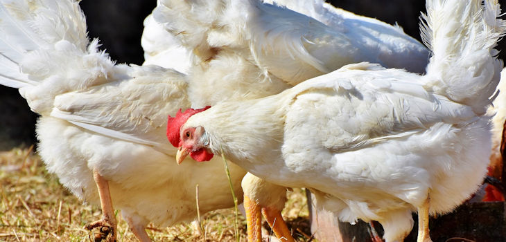 Nuevos usos para residuos de las industrias avícola y del vino