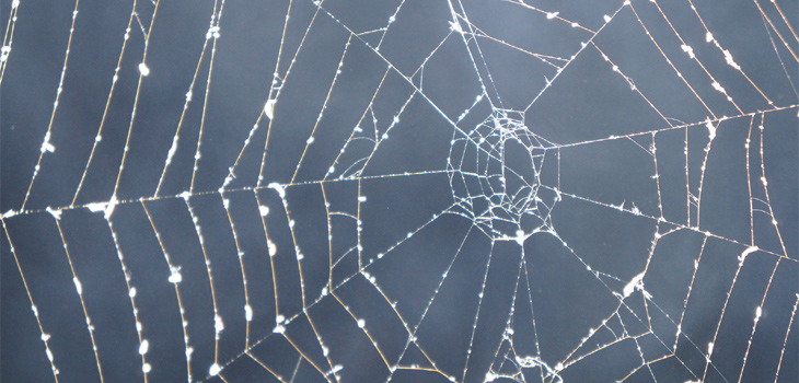 Una vez ingeridas las soluciones y tras extraer la seda de las arañas, se descubrió que el grafeno y los nanotubos habían pasado a formar parte de la seda. / Sosh (PIXABAY)