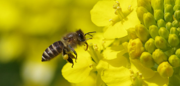 Una abeja asiática poliniza una planta de la familia de las Brasicáceas (Crucíferas). / Tetsuya Shimizu