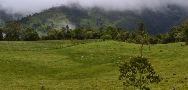  Bosque nublado del Valle de Quijos, en Ecuador. / Nicholas Loughlin 