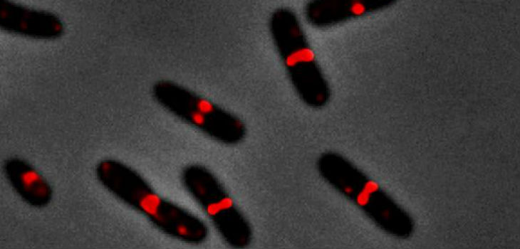 Imagen de bacterias Escherichia coli en el proceso de crecimiento activo. / CNB
