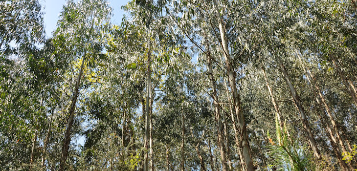 Plantación de eucaliptos en Okondo, Alava. / Maider Iglesias
