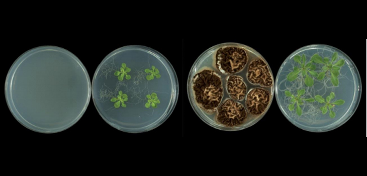 A la izquierda, plantas-control cultivadas en ausencia de compuestos volátiles microbianos. A la derecha, plantas crecidas en presencia de compuestos volátiles emitidos por un hongo fitopatógeno. / CSIC