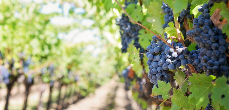 La fotosíntesis y el carbono que importa la uva influyen en su pérdida de color