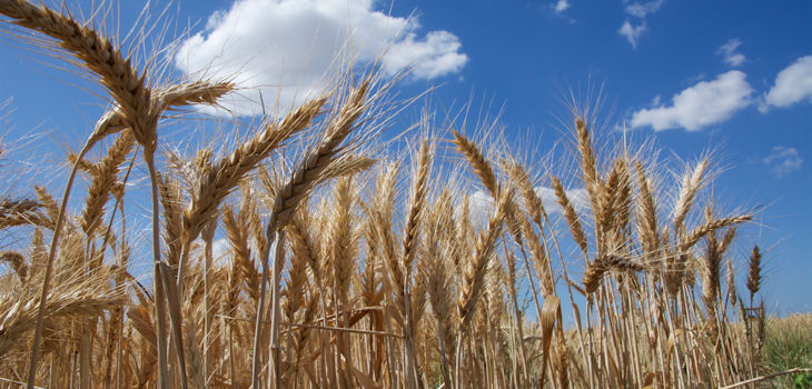 Cultivo de trigo. / IWGSC