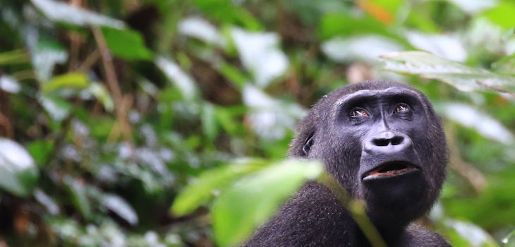 Gorila occidental de llanura en la selva de Ngaga, República del Congo./ Eloy Revilla